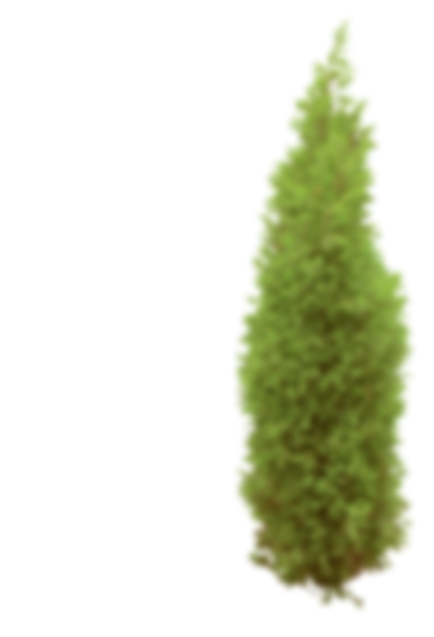 thuja
