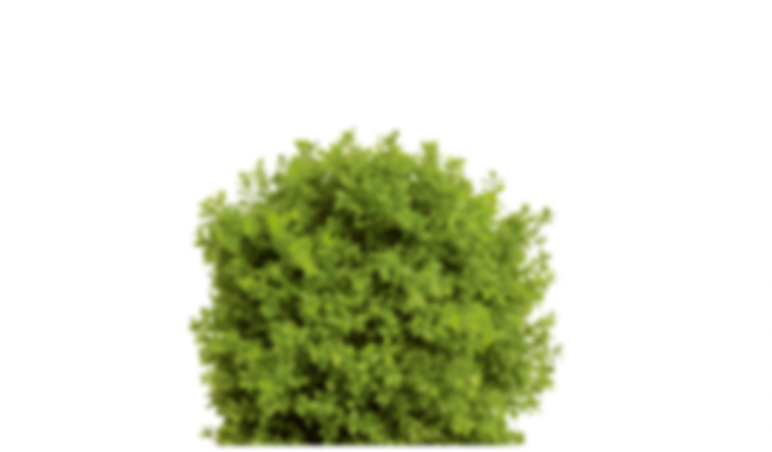 thuja