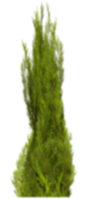 thuja