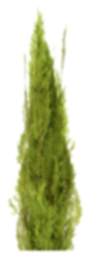 thuja