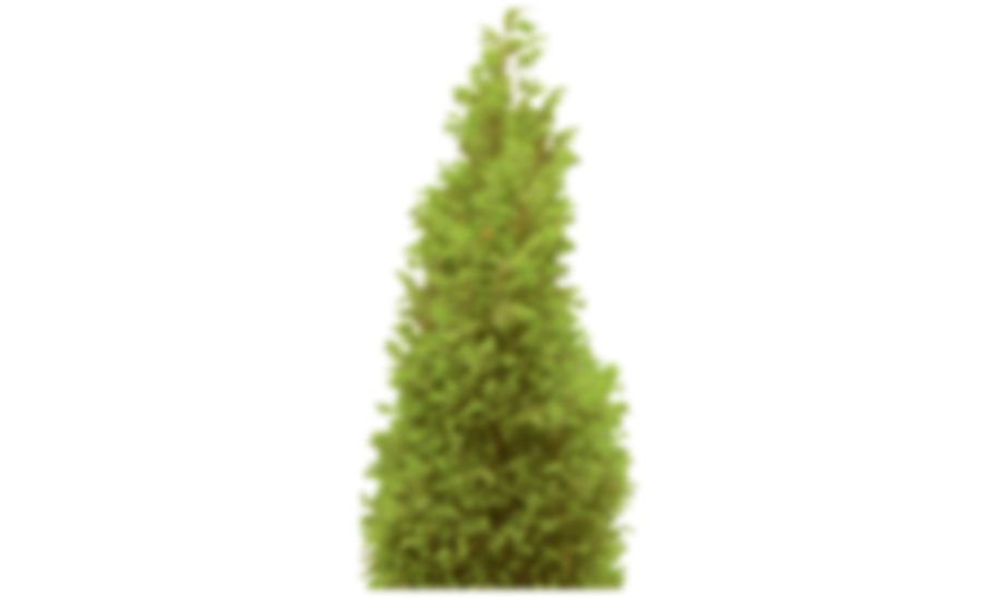 thuja